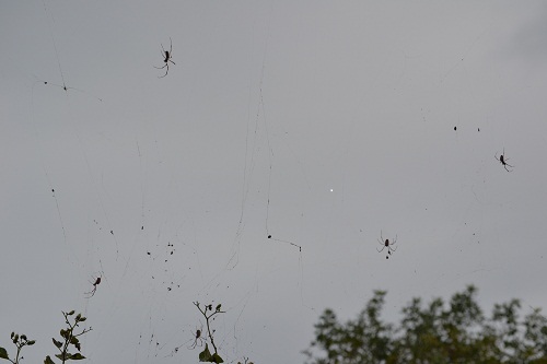 Spiders 1